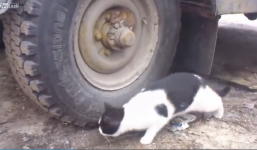 Cuộc đấu trí căng thẳng của Tom và Jerry phiên bản đời thực